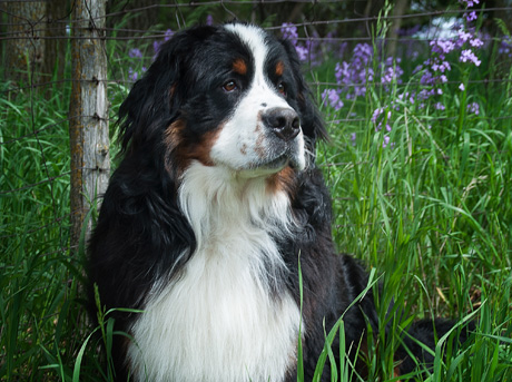 Diamond Lake Berners Males